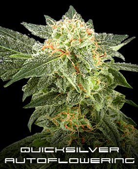 Quicksilver