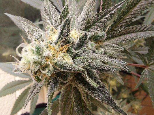 Baby Breath