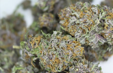 Blanco Berry Kush