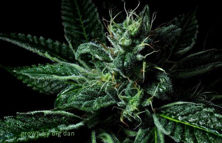Blessings OG