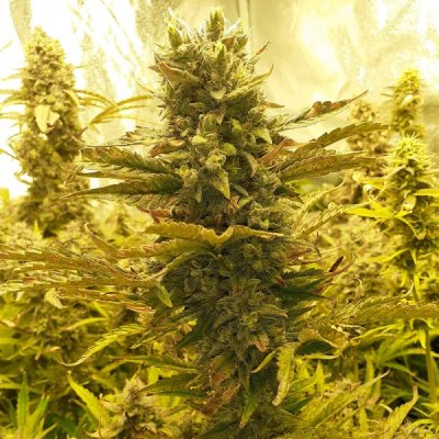 Critical Auto