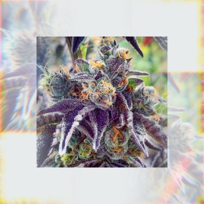 Cherry Pie Kush Breath