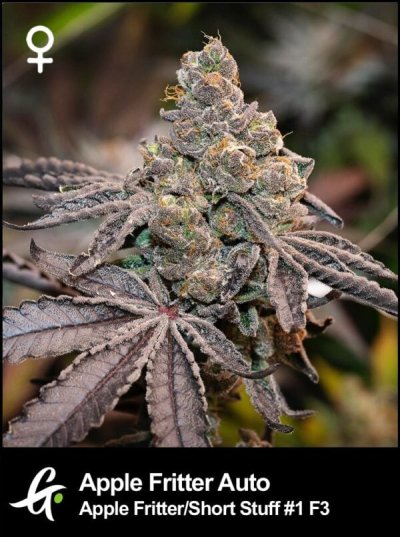 Apple Fritter Auto