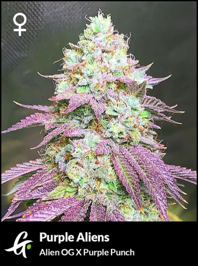 Purple Aliens