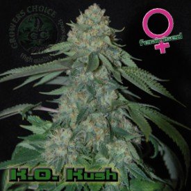 KO Kush