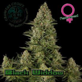 Black Widdow