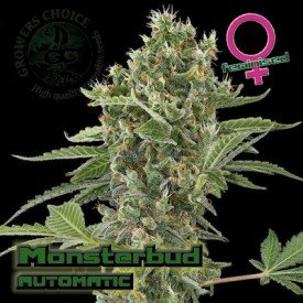 Monsterbud Autoflowering