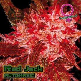 Red Jack Autoflowering