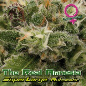 Superlarge Amnesia Autoflowering