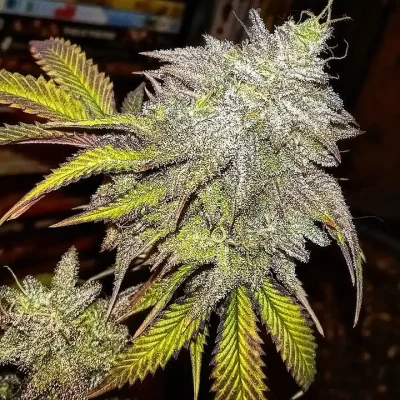 Platinum Cake BX1
