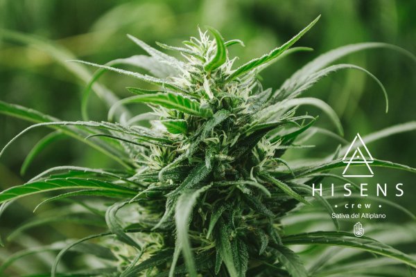 Sativa del Altiplano