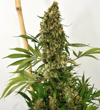Holy Seeds Bank - THCFarmer