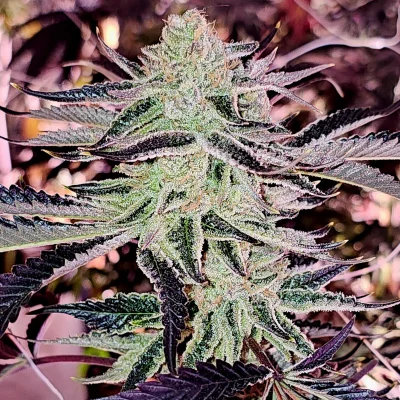 Aurelium
