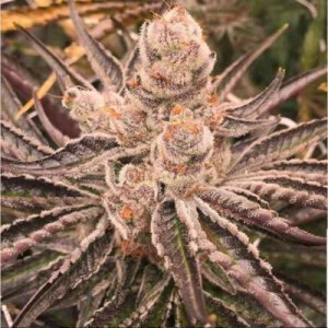 Platinum Purple Candy