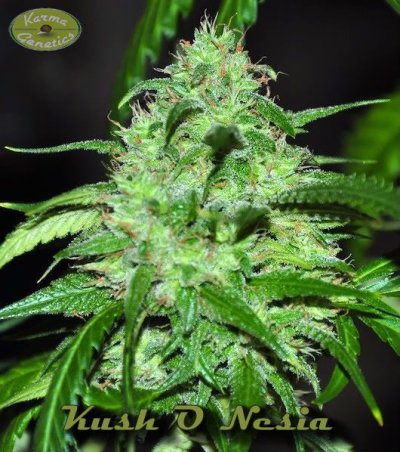 Kush O Nesia