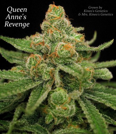 Queen Anne's Revenge