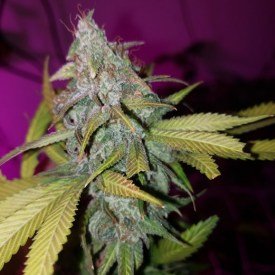 Wilma Kush
