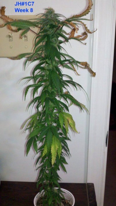 JH1_c7.jpg