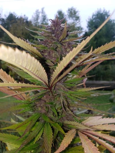 Bubblegum CBD