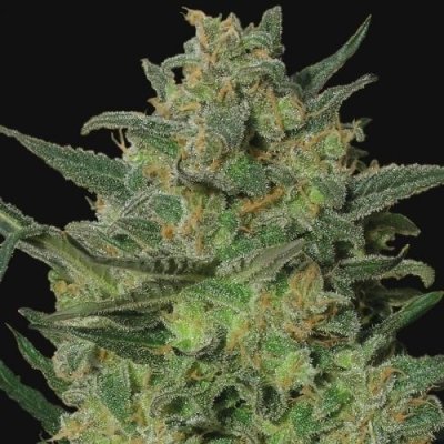 Himalaya Blue Diesel