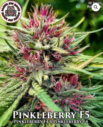 Pinkleberry
