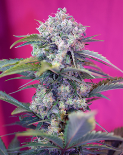 Cream Mandarine Auto