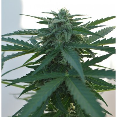 AK 47 Auto
