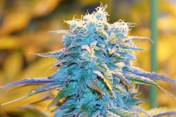 Shishkaberry F2