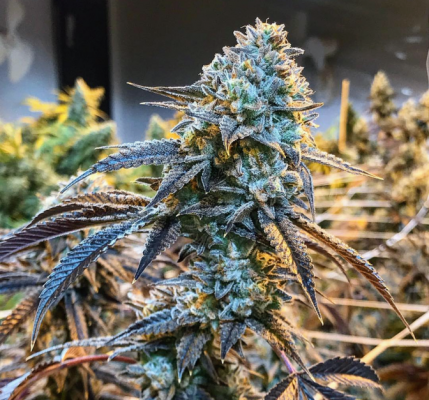 Bully Kush