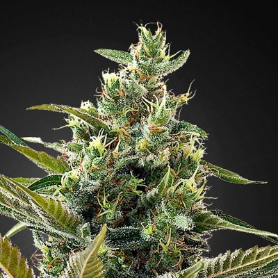 CBD Haze Auto