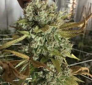 Animal Cookies x Kush Mints #11