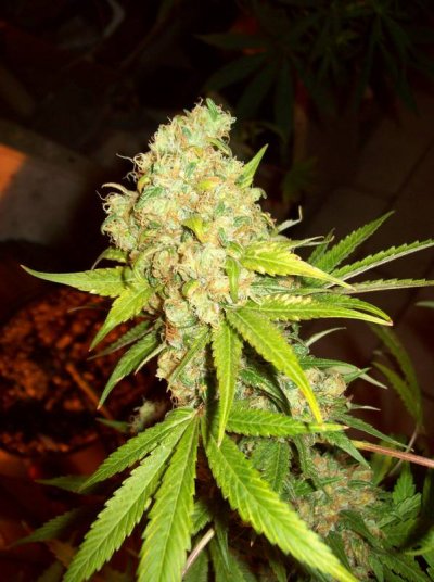 Grape Lemonade
