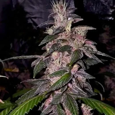 Ethiopian Blueberry