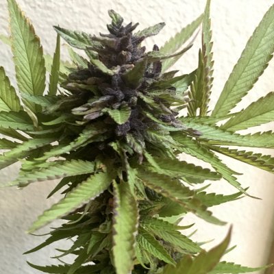 Halle Berry Haze