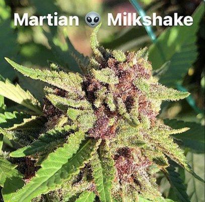 Martian Milkshake V2