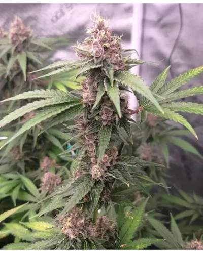 Island Punch Auto