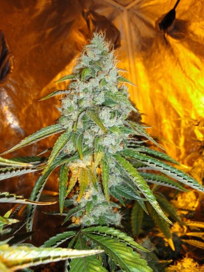 Original Sour Diesel