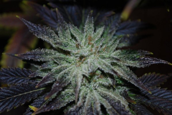 SledgeHammer Bubba