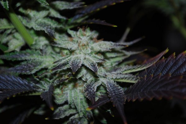 SledgeHammer Bubba