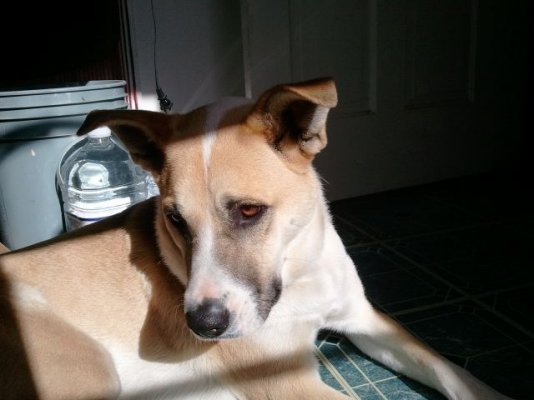 Let's see your PET'S super thread...