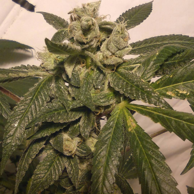 Banana S1