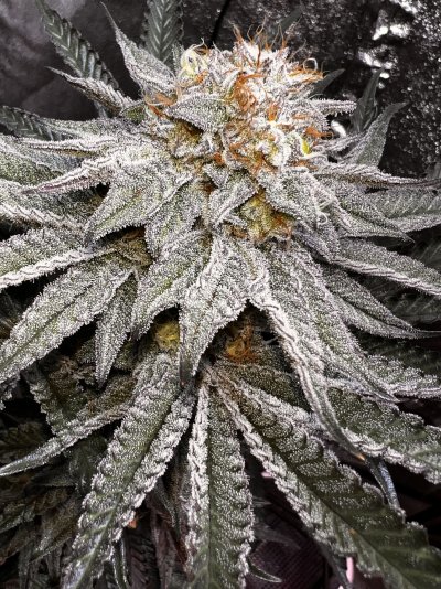 Velvet Thunder