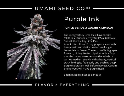 Purple Ink