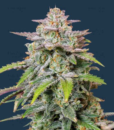 Runtz Autoflower