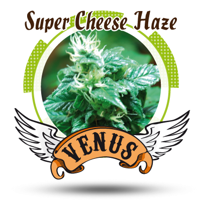 Super Cheese Haze