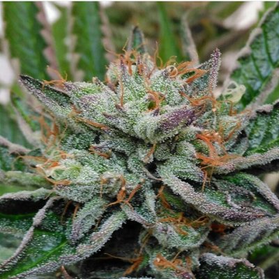BumbleBee OG