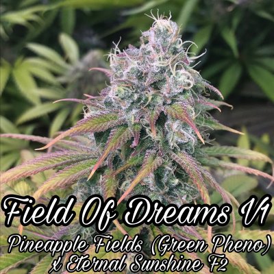 Field of Dreams V1