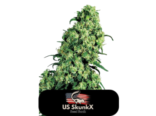 LA Skunk XXX