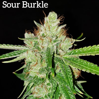 Sour Burkle