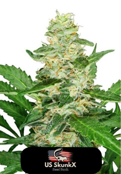 Super Skunk Fast Version
